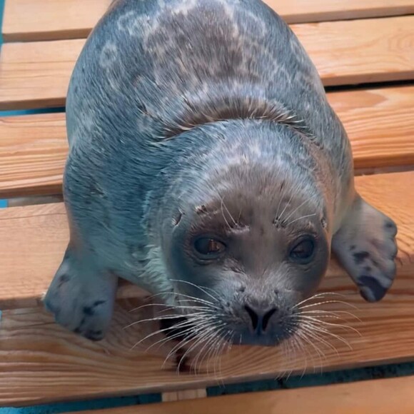 1loveseals